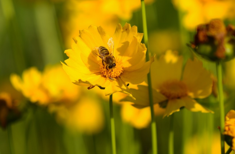 黄色菊花图片(7张)