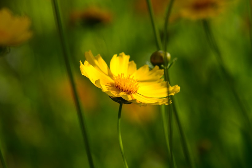 黄色菊花图片(7张)