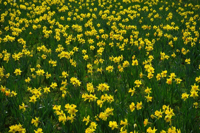 黄色水仙花图片(10张)