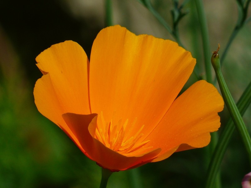 黄色罂粟花图片(14张)