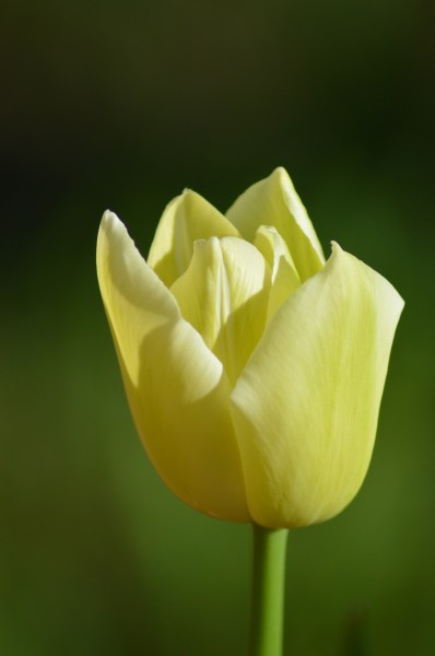 黄色郁金香图片(13张)