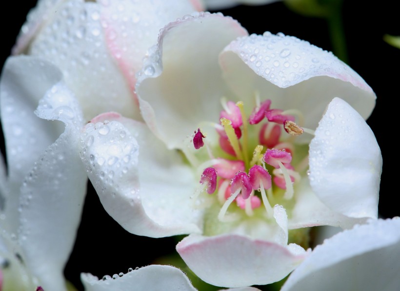 漂亮的鲜花花蕊图片(8张)