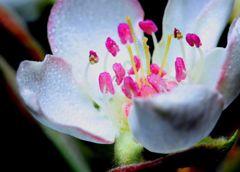 漂亮的鲜花花蕊图片(8张)