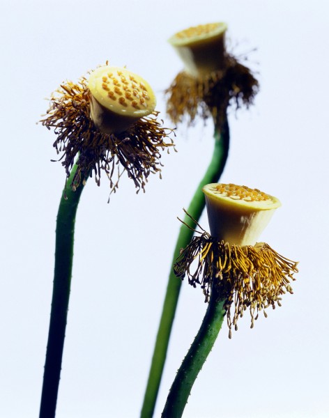 花蕊中的莲蓬图片(2张)