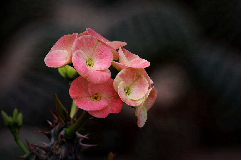 个性虎刺梅花卉图片(21张)