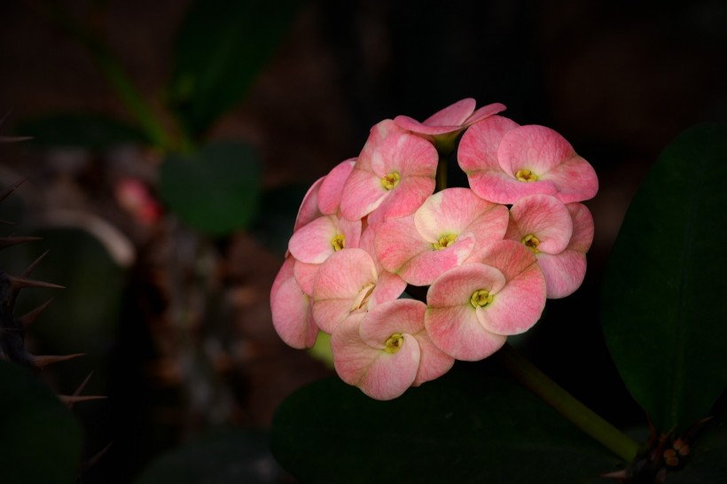 个性虎刺梅花卉图片(21张)