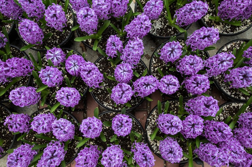 紫色风信子图片(8张)