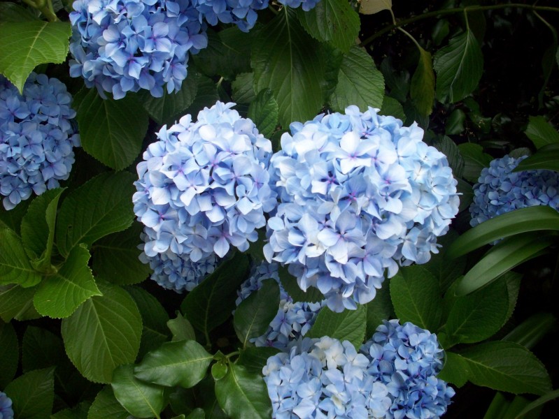 蓝色绣球花图片(16张)