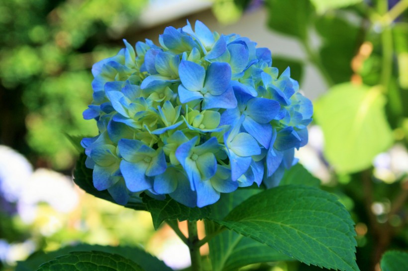 蓝色绣球花图片(16张)