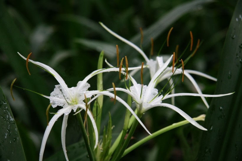 张扬的蜘蛛百合花卉图片(9张)