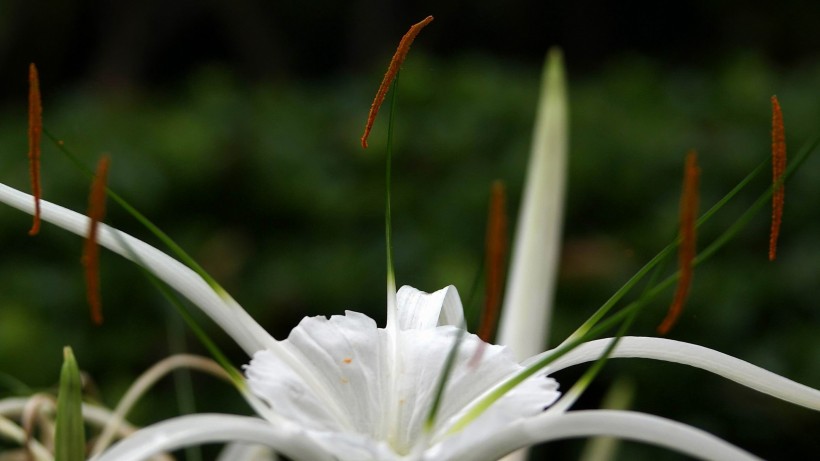 白色蜘蛛兰花卉图片(6张)
