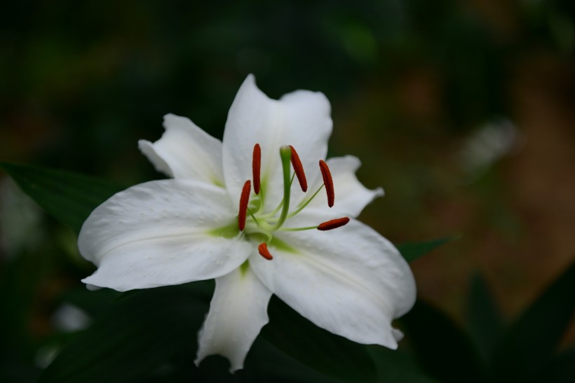 娇媚百合花图片(8张)