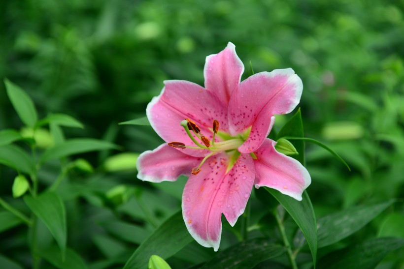 娇媚百合花图片(8张)