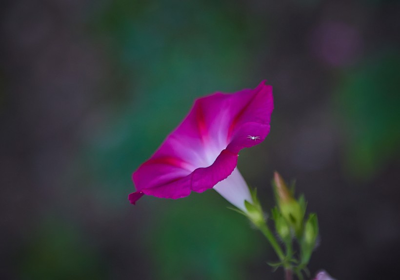 清新牵牛花图片(9张)