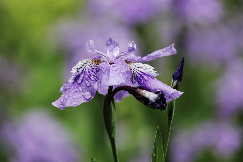 淡紫色鸢尾花图片(12张)