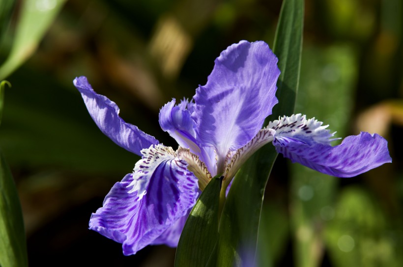 紫色鸢尾花卉图片(20张)