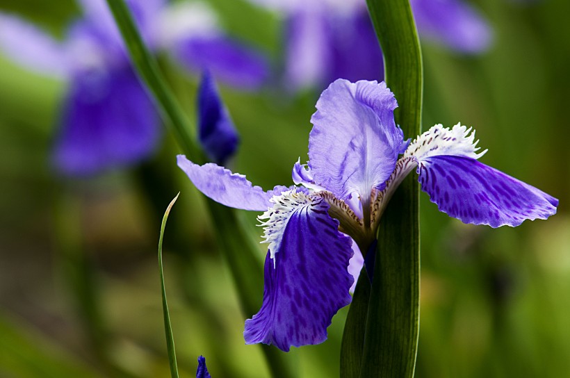 紫色鸢尾花卉图片(20张)