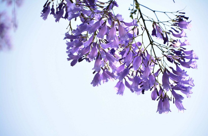 紫色浪漫的蓝花楹图片(6张)