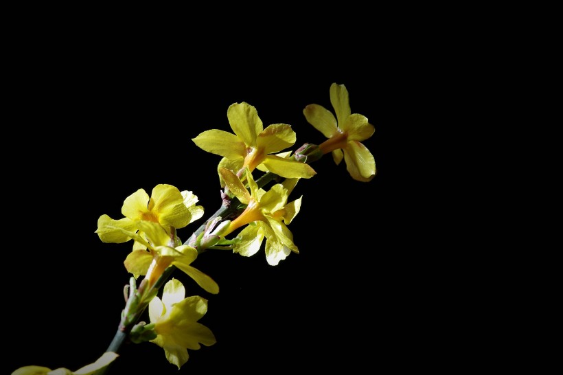 黄色迎春花图片(10张)