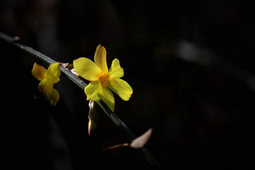 光影下的迎春花图片(10张)