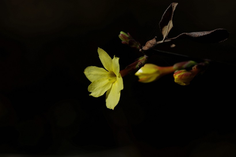 光影下的迎春花图片(10张)