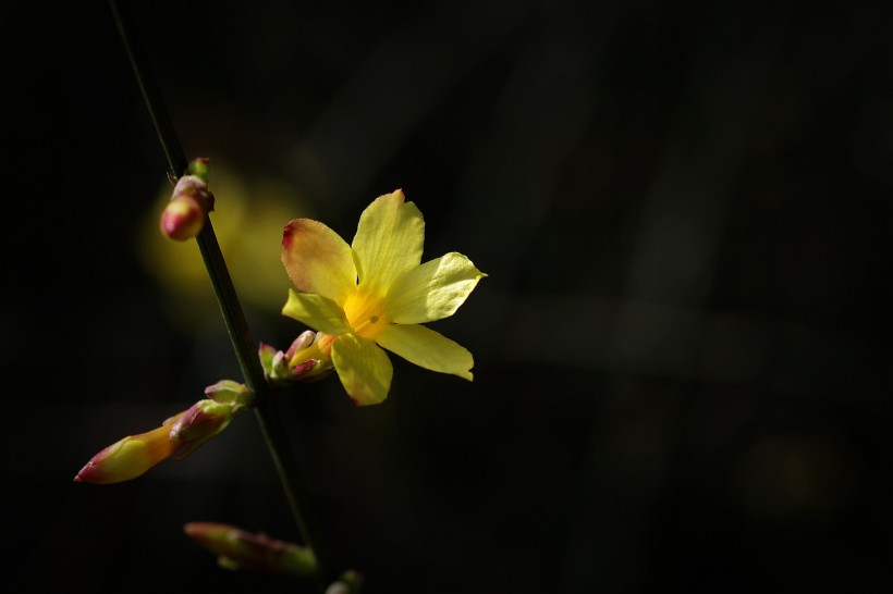 黄色迎春花图片(10张)