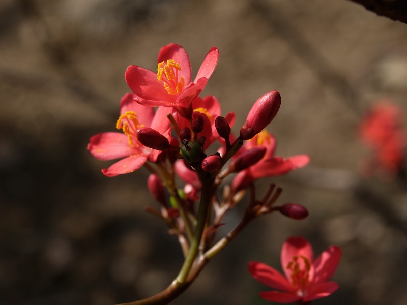 红艳艳的琴叶珊瑚花卉图片(9张)