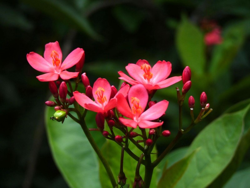 红艳艳的琴叶珊瑚花卉图片(9张)