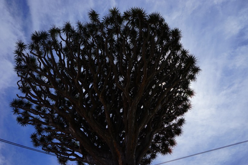 加那利岛龙树图片(10张)