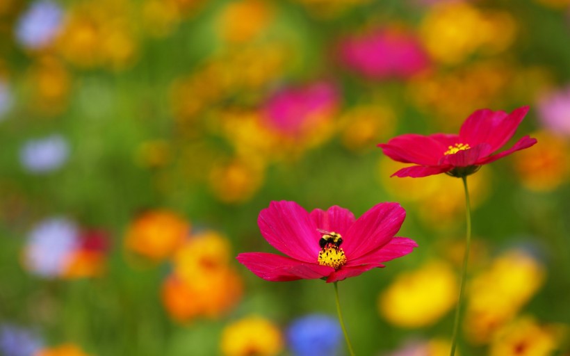 简约唯美的花卉图片(10张)