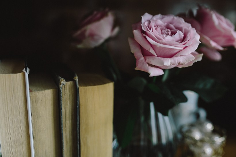 娇滴的粉玫瑰图片(17张)