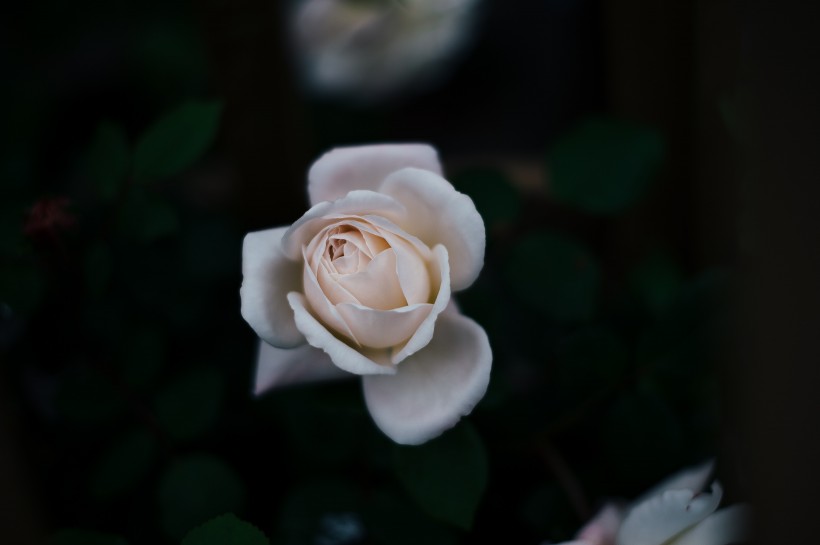 娇嫩的粉玫瑰图片(13张)