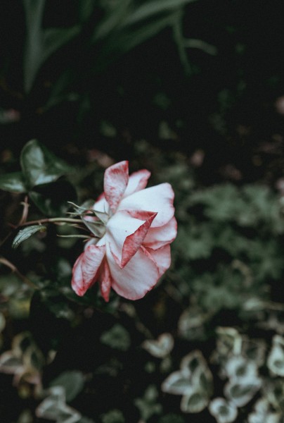 娇嫩的粉玫瑰图片(13张)