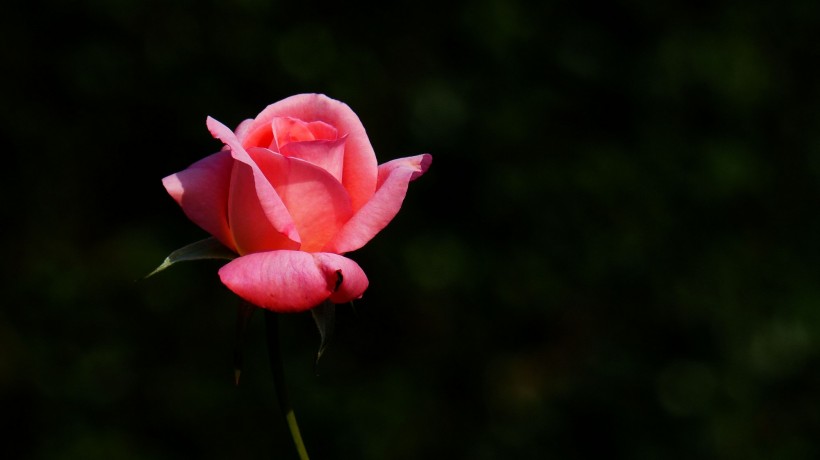 娇艳的玫瑰图片(16张)