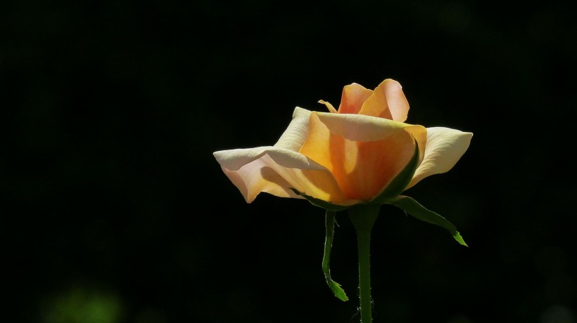 娇艳的玫瑰图片(12张)