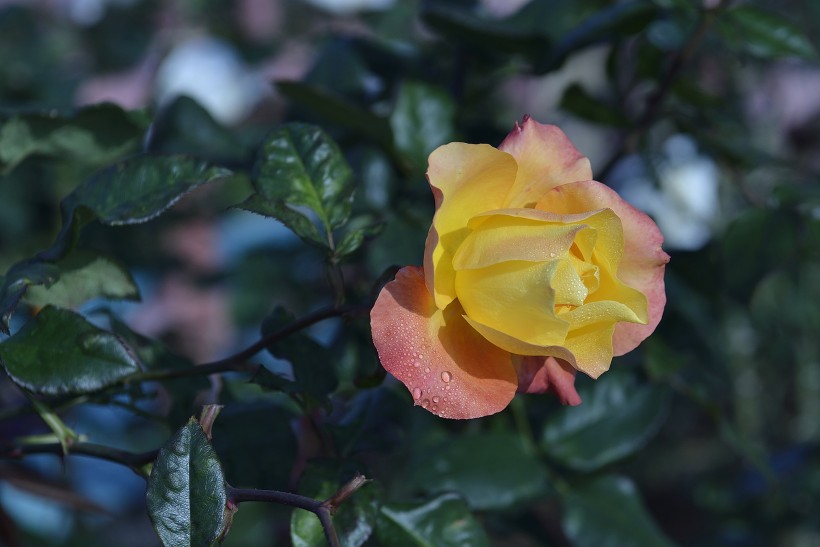 娇艳的玫瑰花图片(16张)