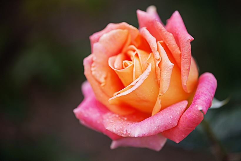 娇艳的玫瑰花图片(16张)