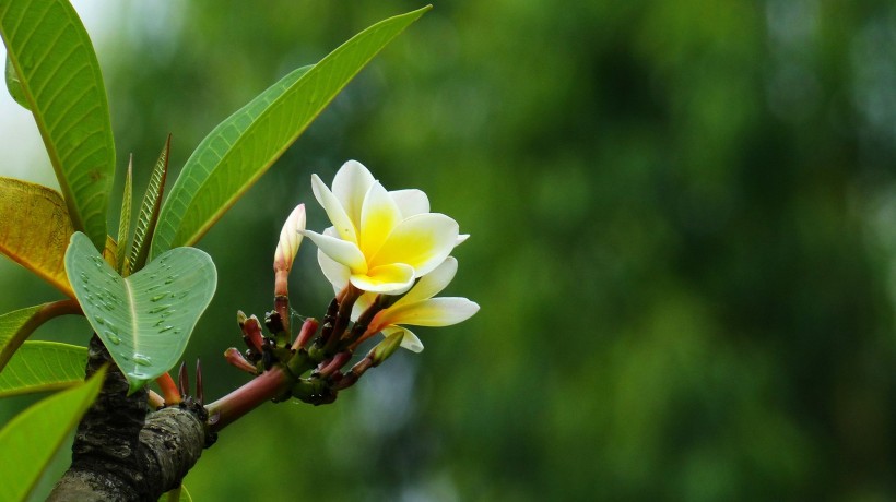 黄色鸡蛋花图片(18张)