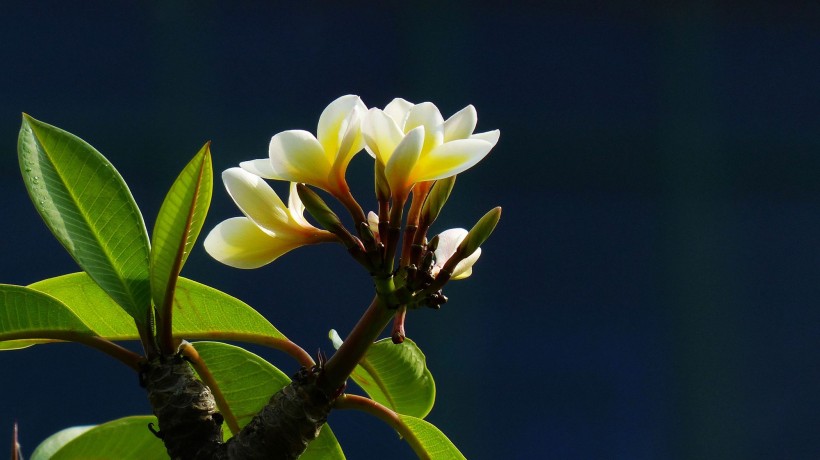 黄色鸡蛋花图片(18张)