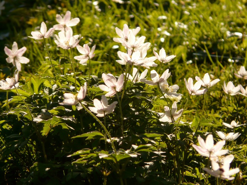 洁白的银莲花图片(25张)