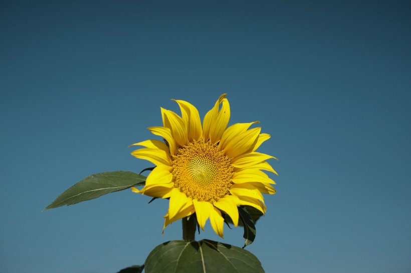 金黄色向日葵的图片(10张)