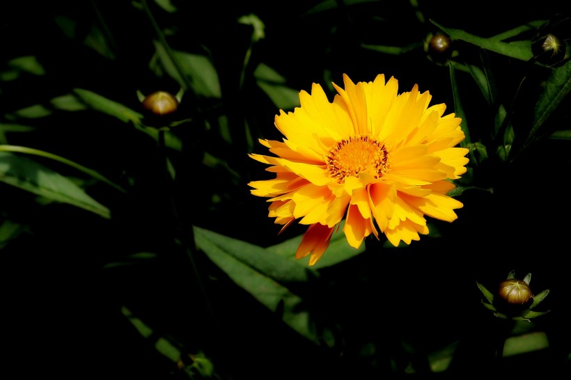 黄色金鸡菊图片(10张)