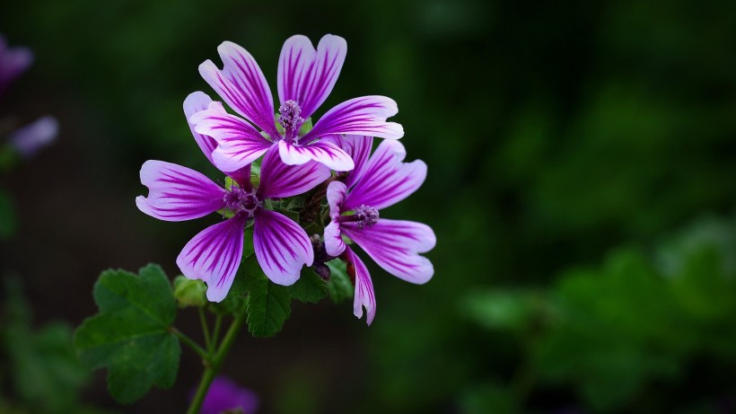 紫色锦葵图片(12张)
