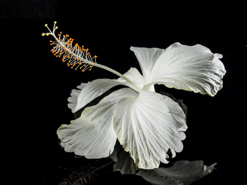 白色锦葵图片(13张)