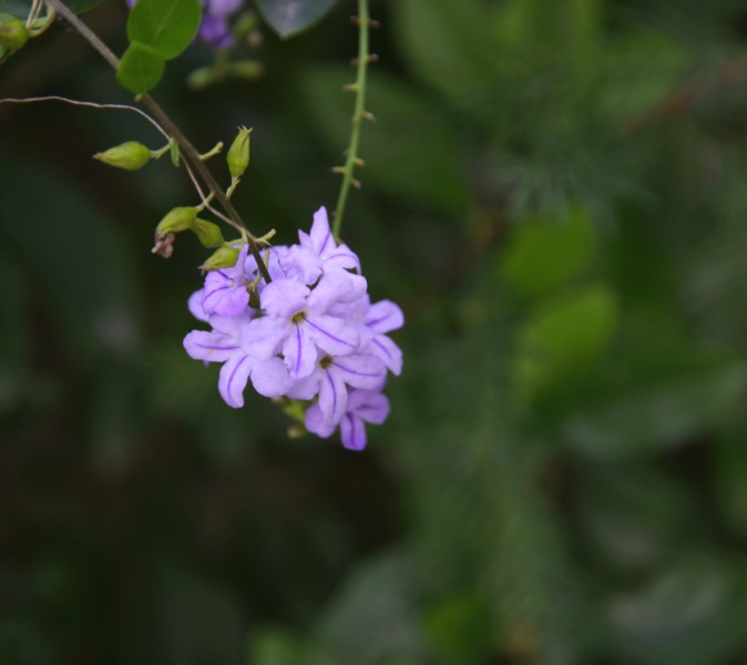 金露花图片(11张)