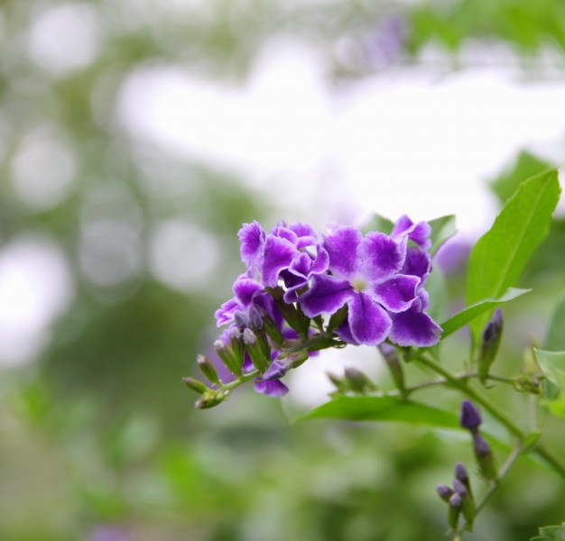 金露花图片(11张)