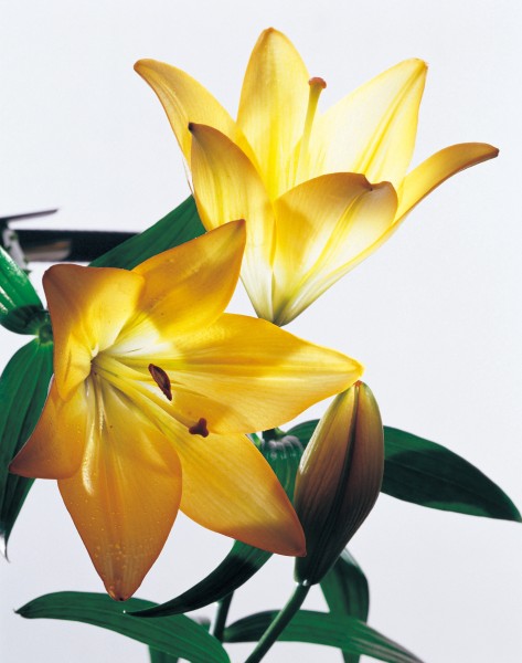 金色百合花朵图片(2张)
