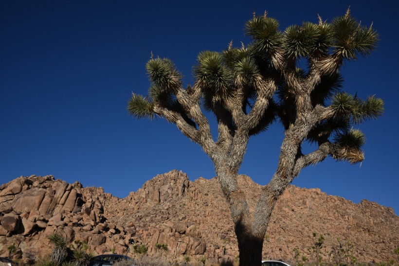 美国沙漠里的约书亚树图片(6张)