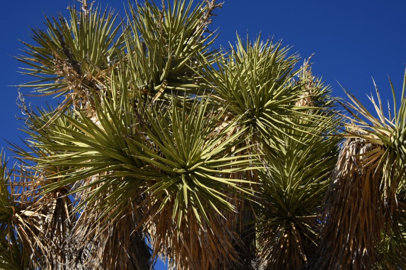 美国沙漠里的约书亚树图片(6张)