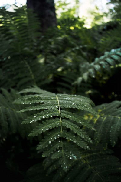 蕨类植物图片(15张)